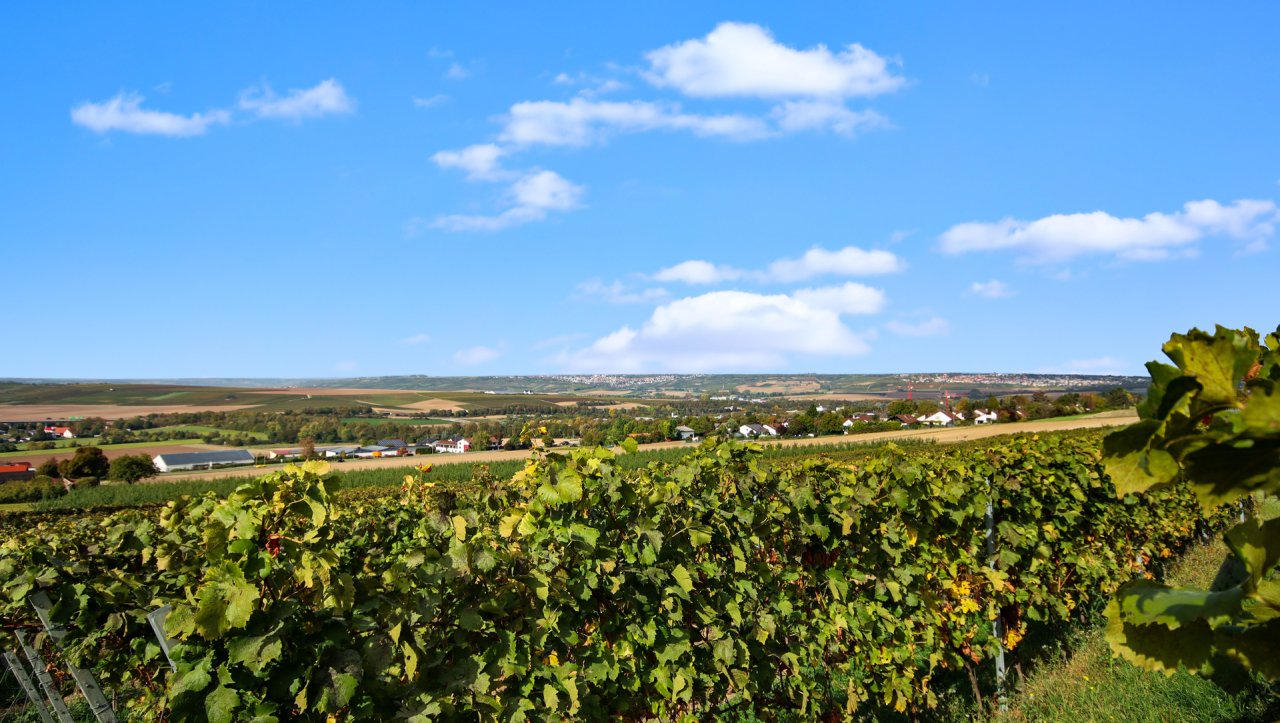 Weinberge neben dem Grundstück