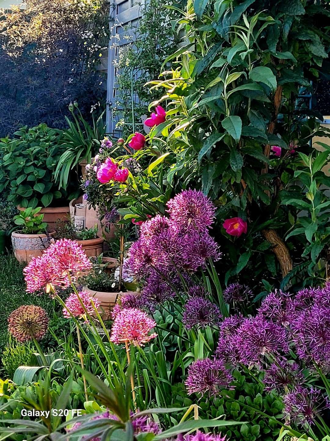 Garten im Sommer