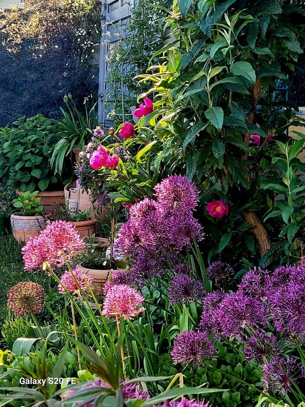 Garten im Sommer